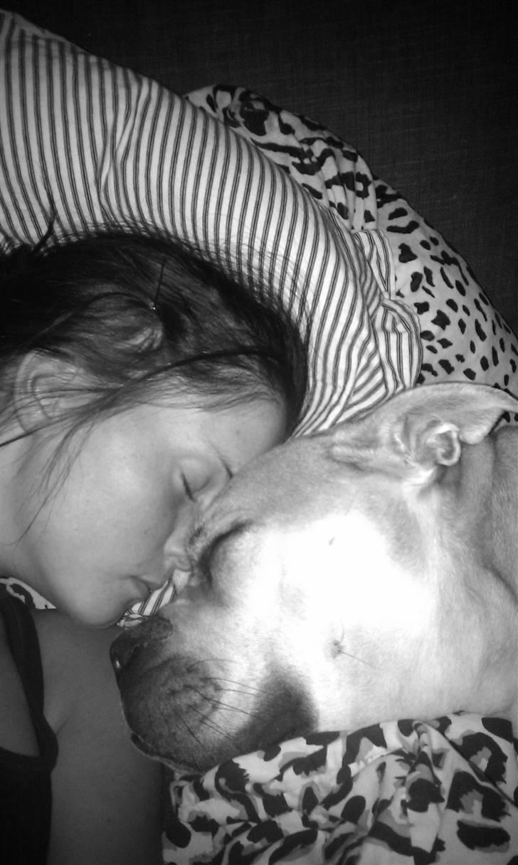 Mallorca Mastiff / Ca de Bou Aya billede 9