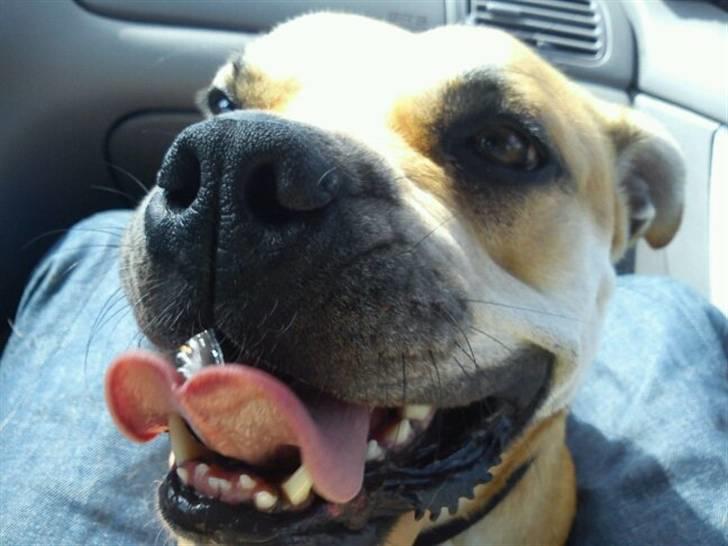 Mallorca Mastiff / Ca de Bou Aya billede 10