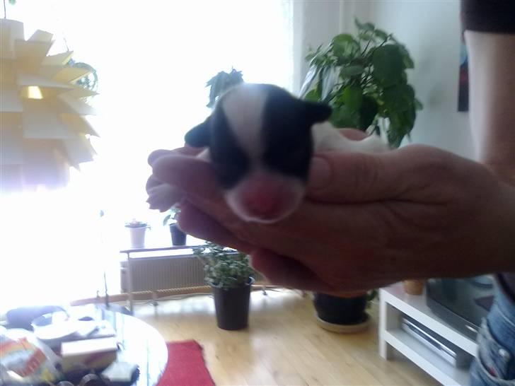 Papillon Mulle billede 3