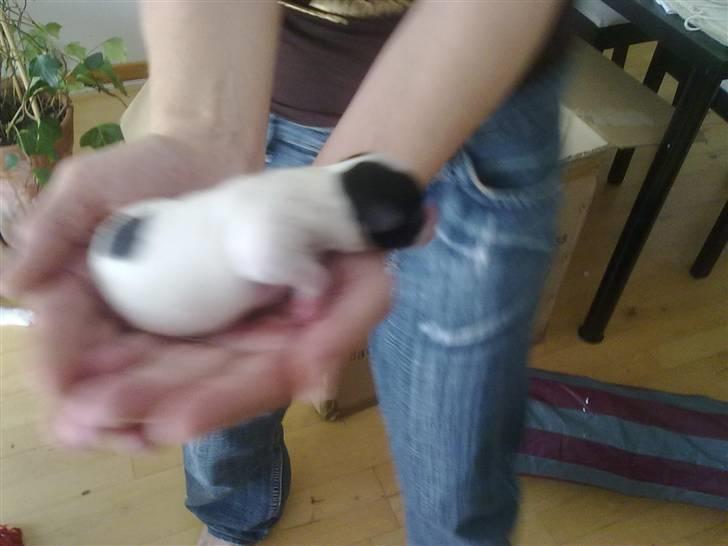 Papillon Mulle billede 4