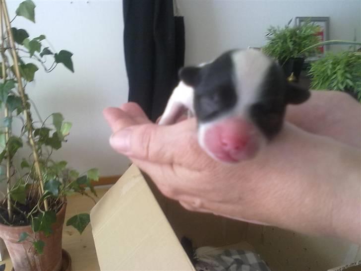 Papillon Mulle billede 5