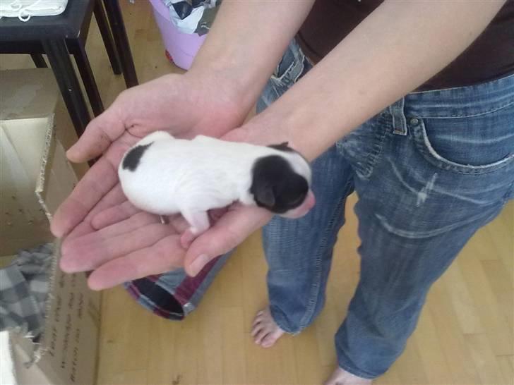 Papillon Mulle billede 6