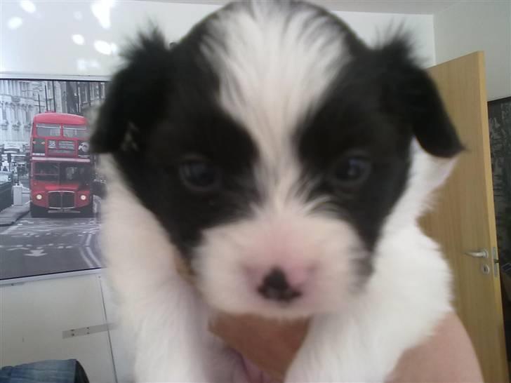 Papillon Mulle billede 7