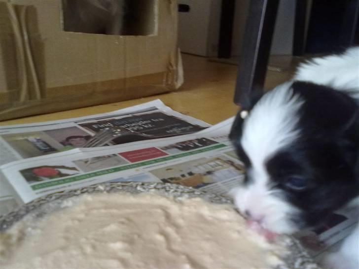 Papillon Mulle billede 8