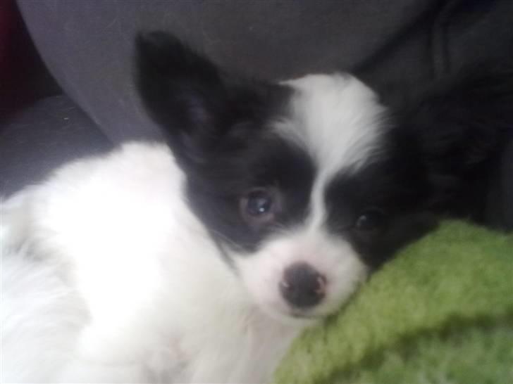 Papillon Mulle billede 9