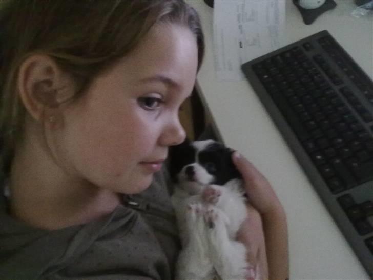 Papillon Mulle billede 10