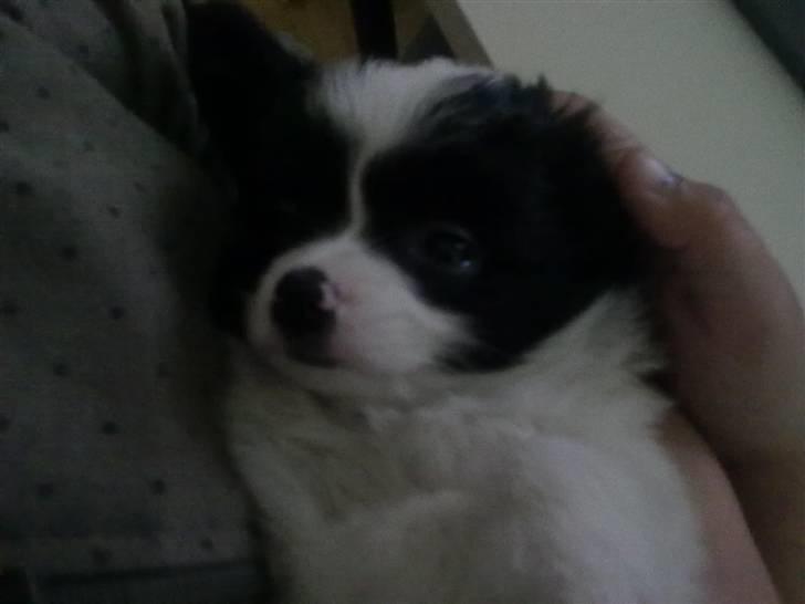 Papillon Mulle billede 11