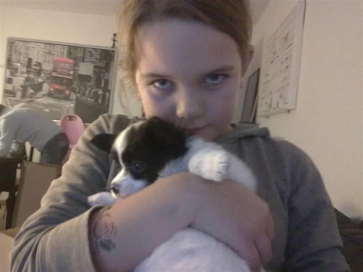 Papillon Mulle billede 12