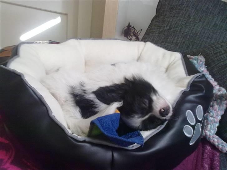 Papillon Mulle billede 13