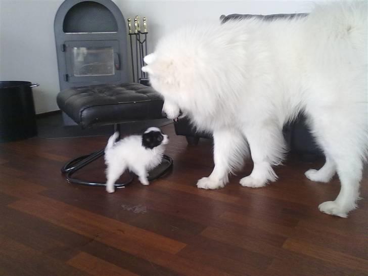 Papillon Mulle billede 14