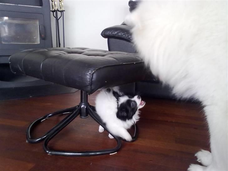 Papillon Mulle billede 15