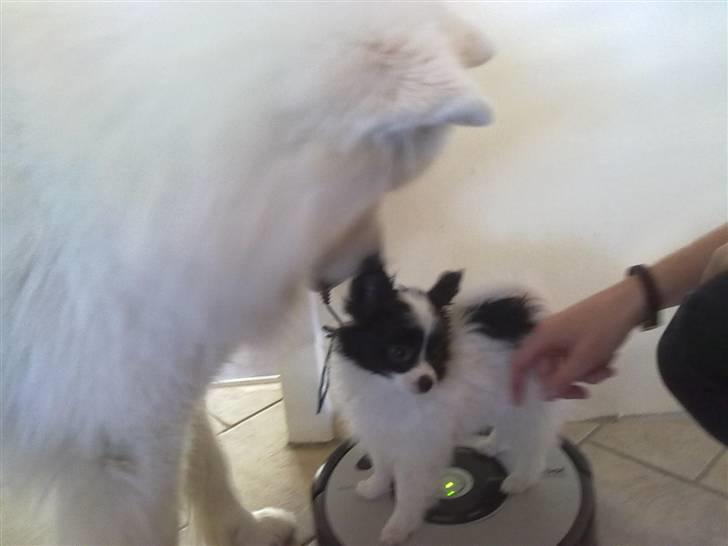 Papillon Mulle billede 16