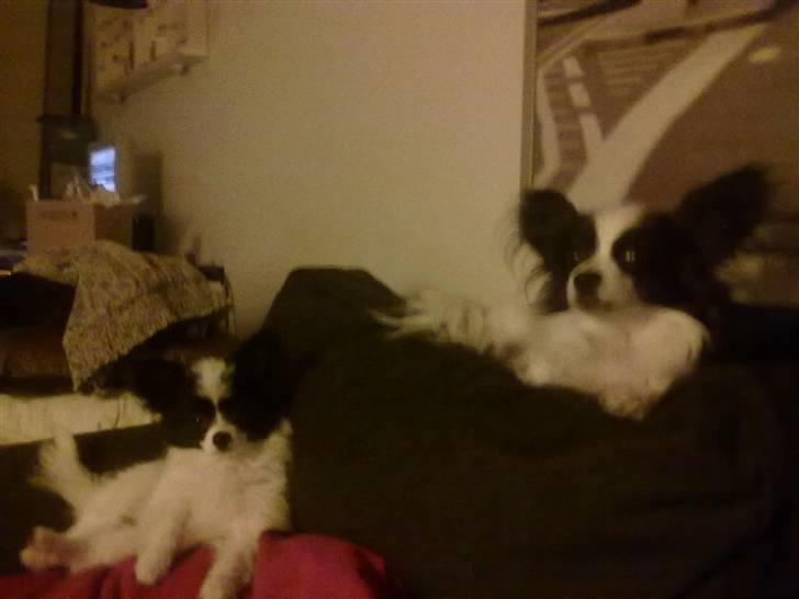 Papillon Mulle billede 17