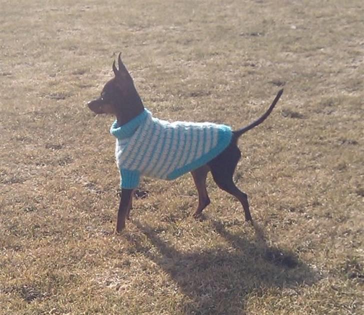 Prazsky krysarik Mickey billede 15