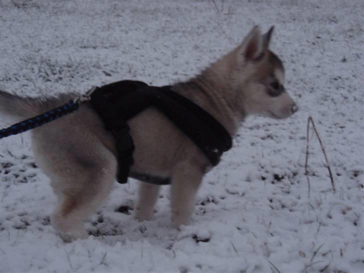 Siberian husky Sif <3 billede 9