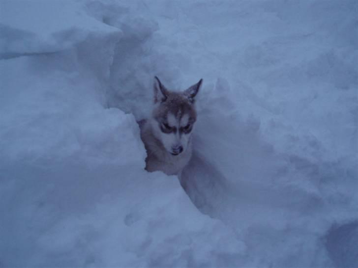 Siberian husky Sif <3 billede 10