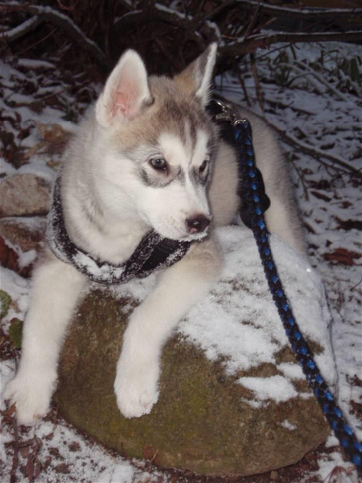 Siberian husky Sif <3 billede 12