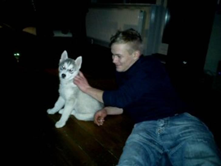 Siberian husky Sif <3 billede 14