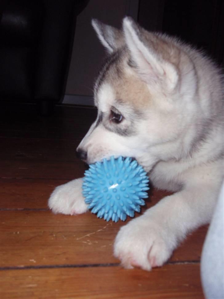 Siberian husky Sif <3 billede 15