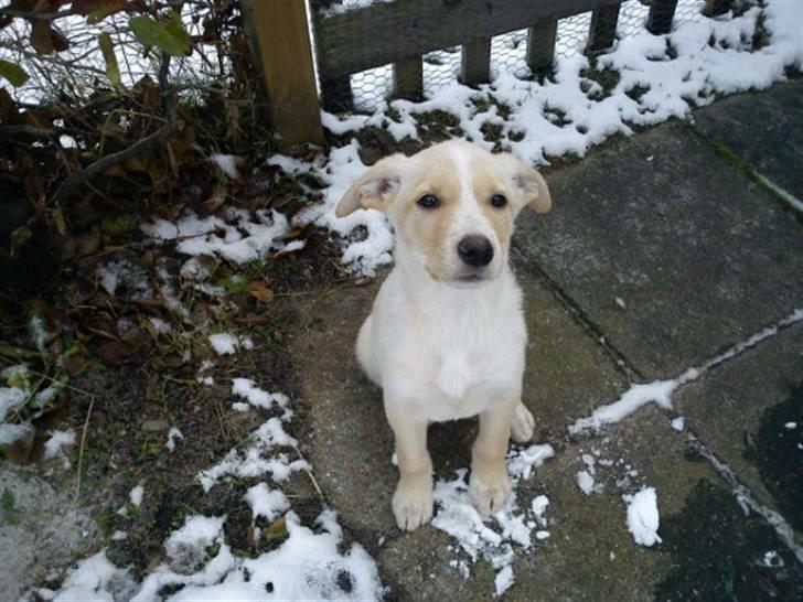 Blanding af racer Luka billede 1