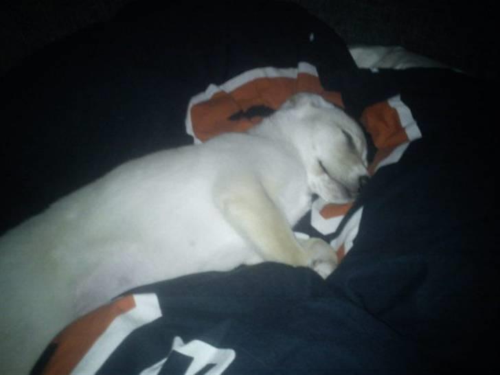 Blanding af racer Luka billede 2