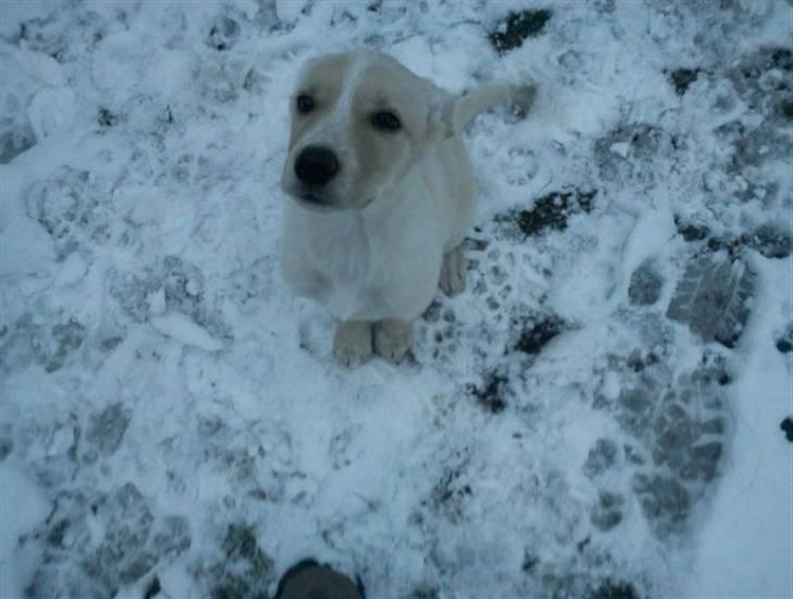 Blanding af racer Luka - Uhh det koldt moar ! billede 3