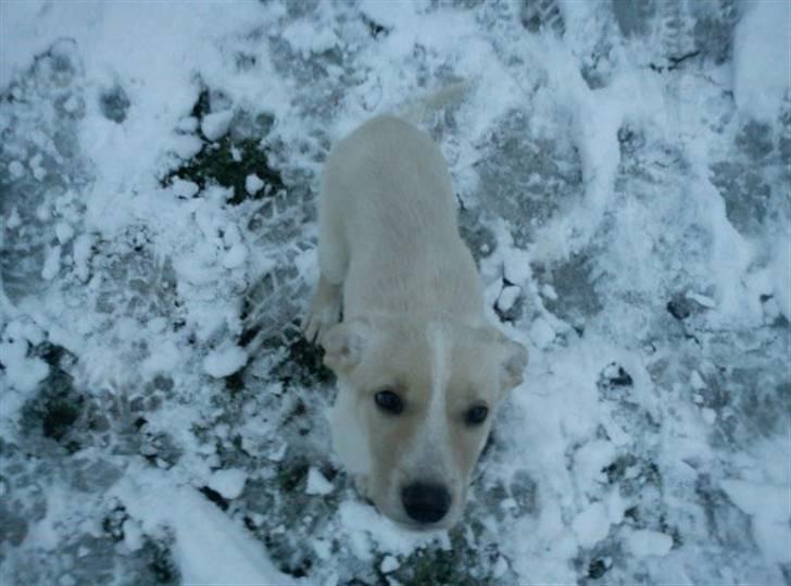 Blanding af racer Luka - Vil gerne ind igen (: billede 4