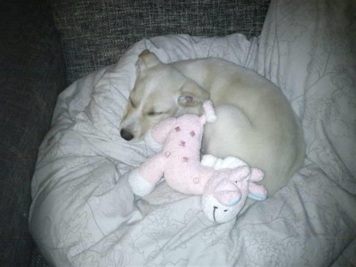 Blanding af racer Luka billede 5