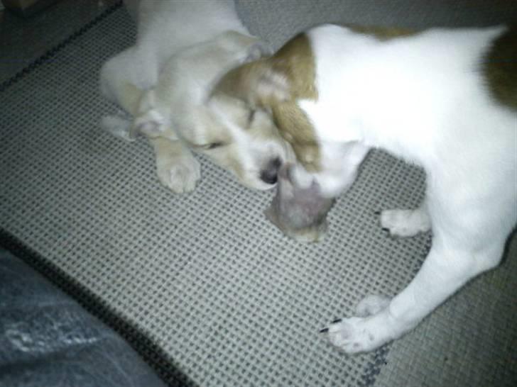 Blanding af racer Luka - Mig og Herman deler lige et ben (: billede 6