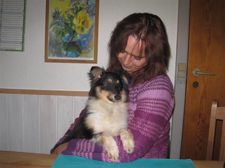 Shetland sheepdog Laika billede 9