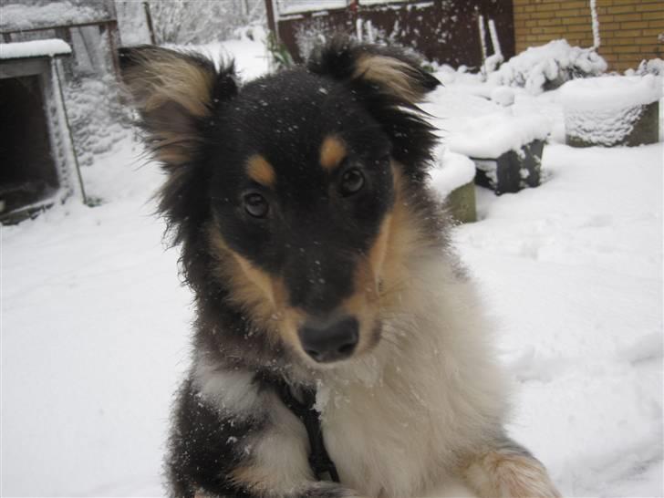 Shetland sheepdog Laika billede 11