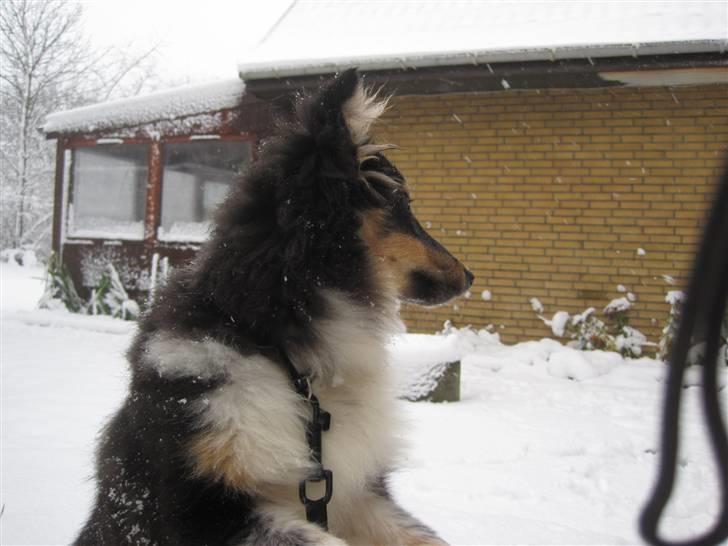 Shetland sheepdog Laika billede 13