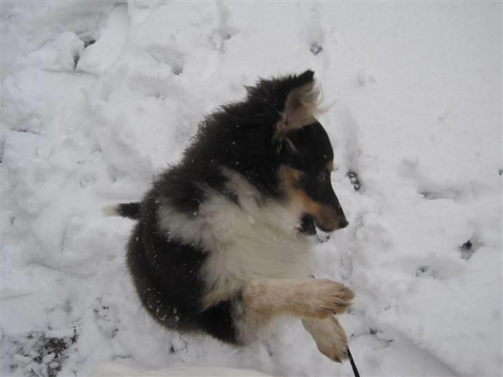 Shetland sheepdog Laika billede 14