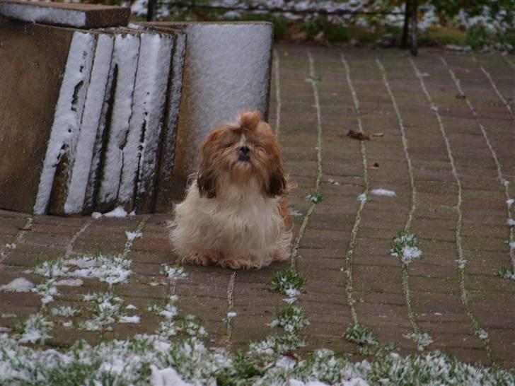 Shih tzu HappyLady Vom Drachenberg billede 20