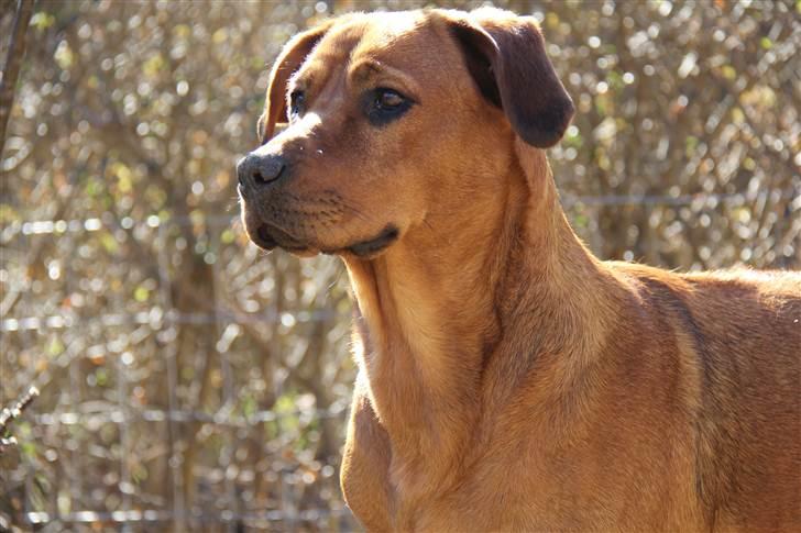 Rhodesian ridgeback Tika billede 5