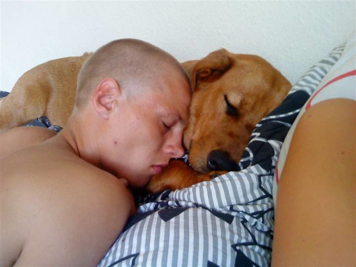 Rhodesian ridgeback Tika - min kæreste & tika billede 6