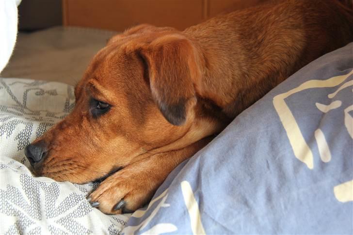 Rhodesian ridgeback Tika - <3 billede 7