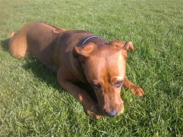 Rhodesian ridgeback Tika billede 8