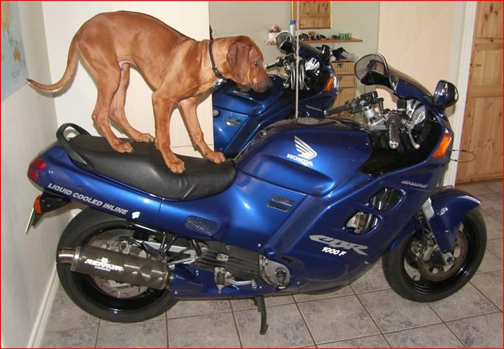 Rhodesian ridgeback       "Bhara Bhara" Jengo - 20 uger... nu venter vi bare på forår, gider ik ud før... billede 12