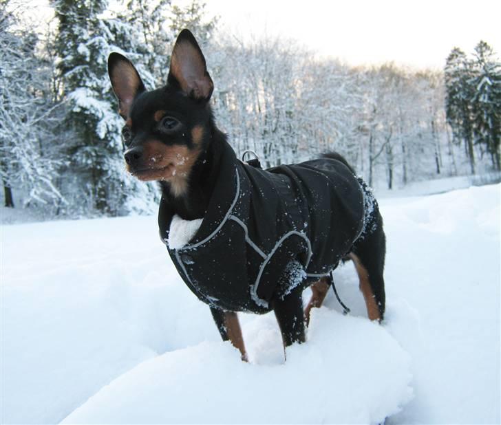 Blanding af racer Victor Zumbusch billede 5