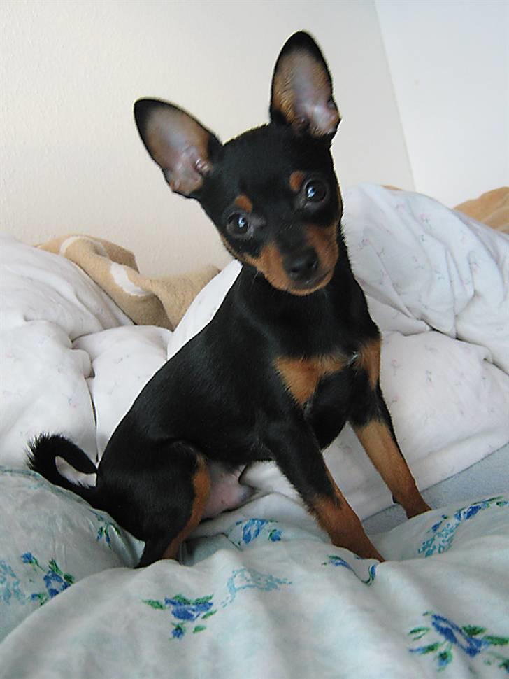 Blanding af racer Victor Zumbusch billede 6