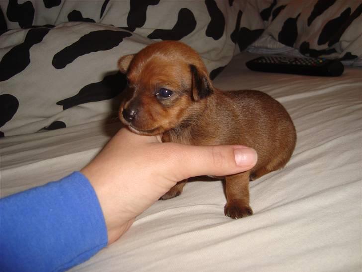 Blanding af racer diva <3 solgt billede 1