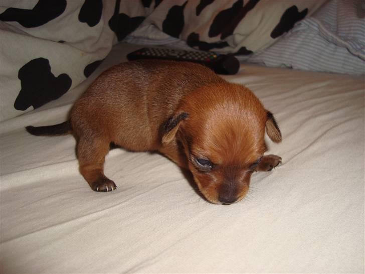 Blanding af racer diva <3 solgt billede 2