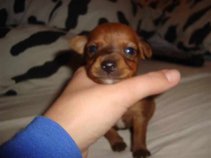 Blanding af racer diva <3 solgt billede 3