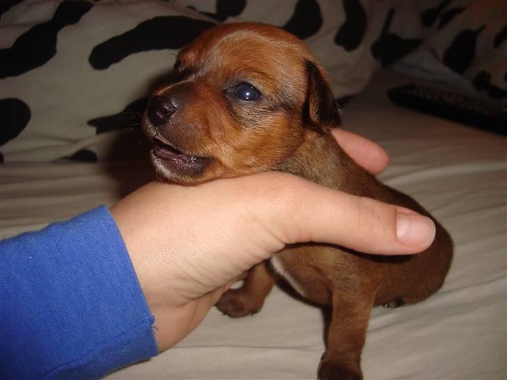 Blanding af racer diva <3 solgt billede 4