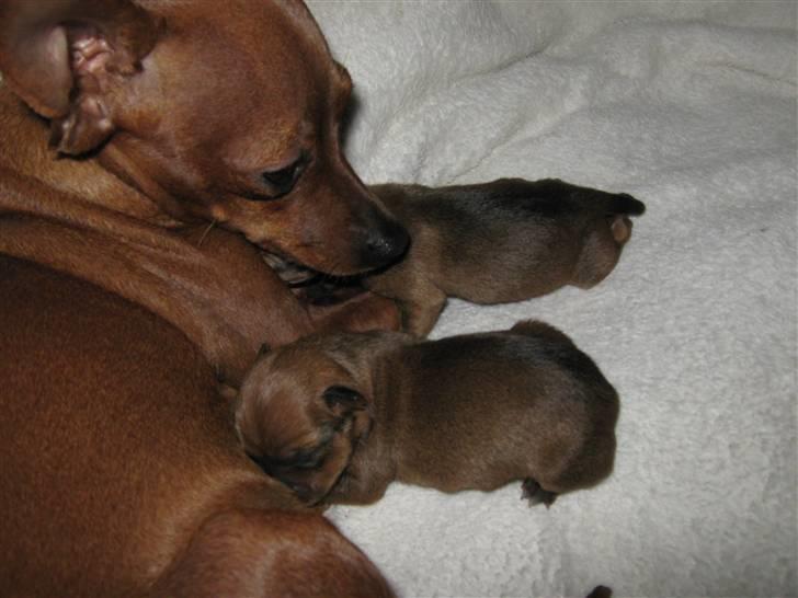 Blanding af racer diva <3 solgt billede 5