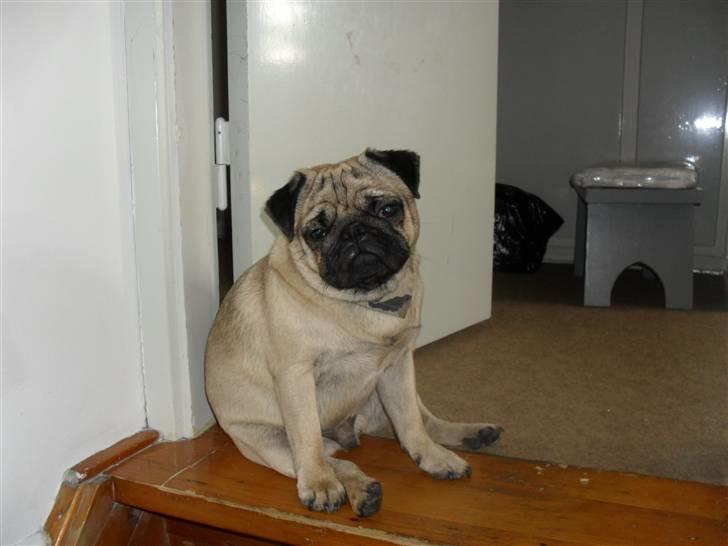 Mops Jimbob  billede 1