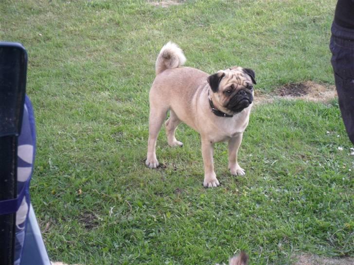 Mops Jimbob  billede 2