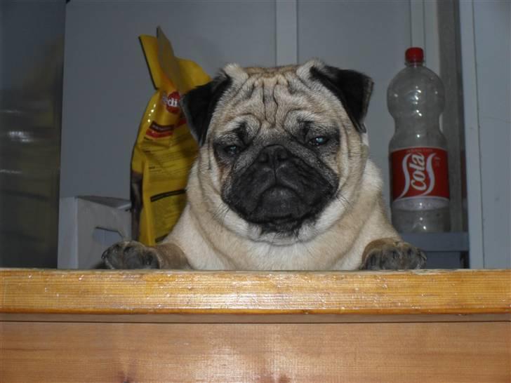 Mops Jimbob  billede 3