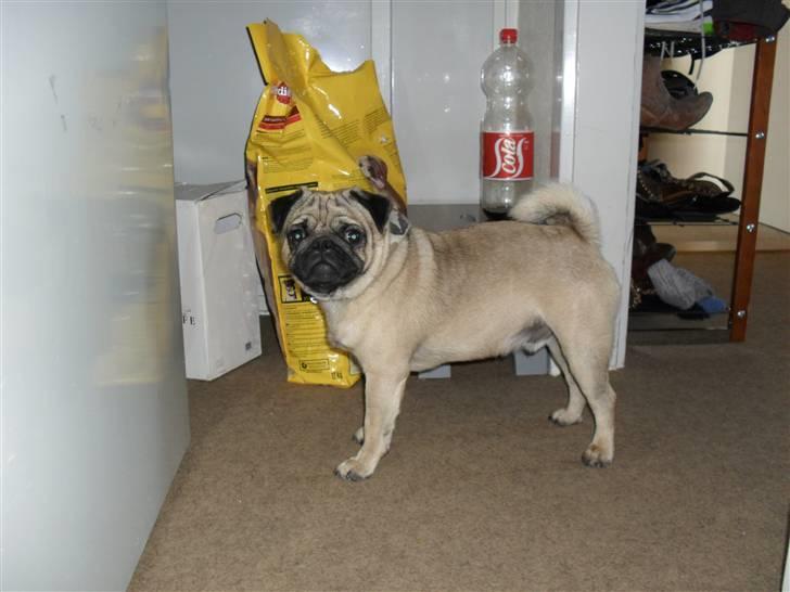 Mops Jimbob  billede 4